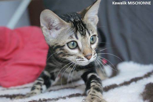 CHATON BENGAL MARBLE SHEETED